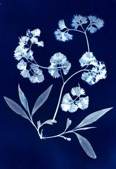 Atelier Cyanotype Photogramme.jpeg