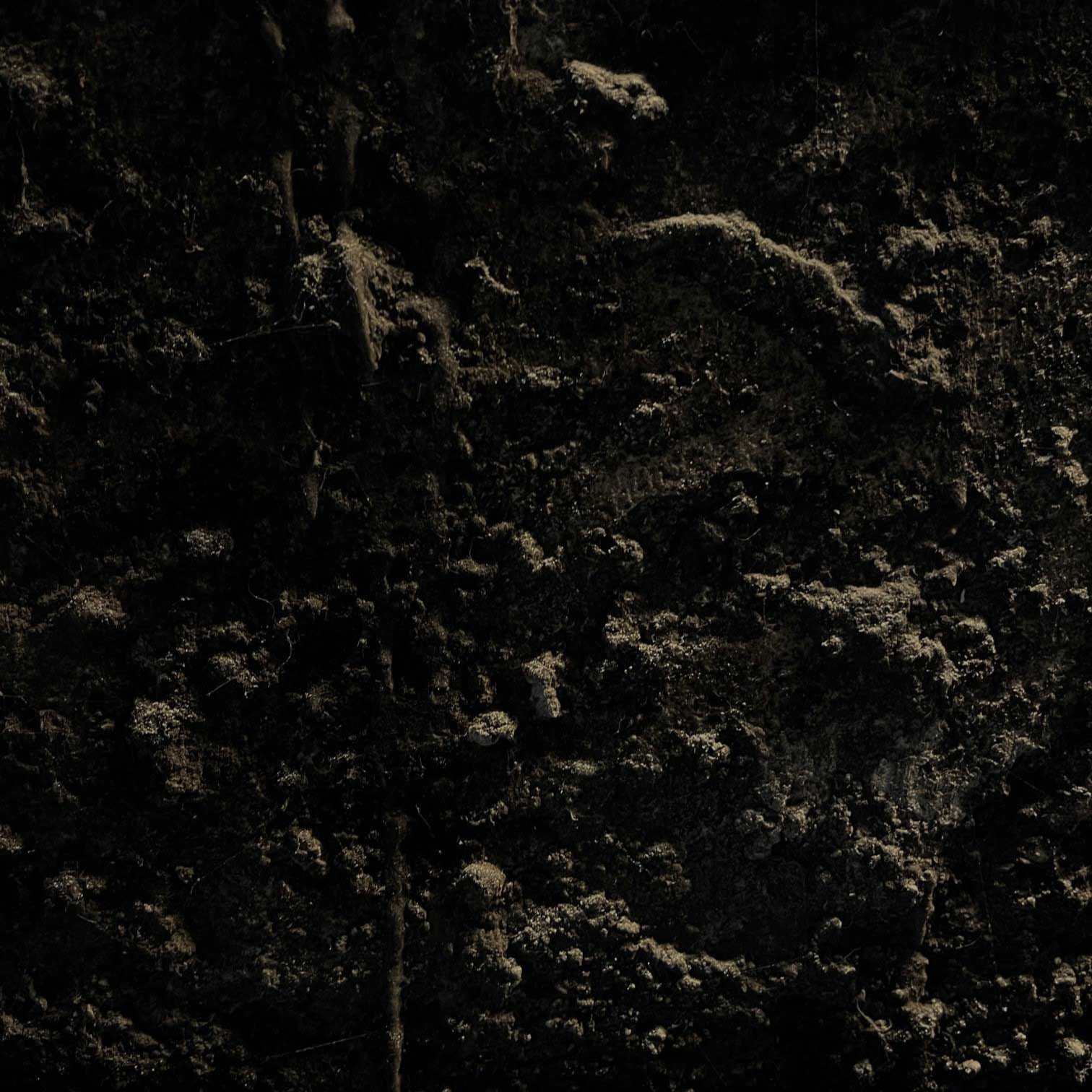 06-20Conference-noir-torula-3-(c)-Sumiko-Oe-G